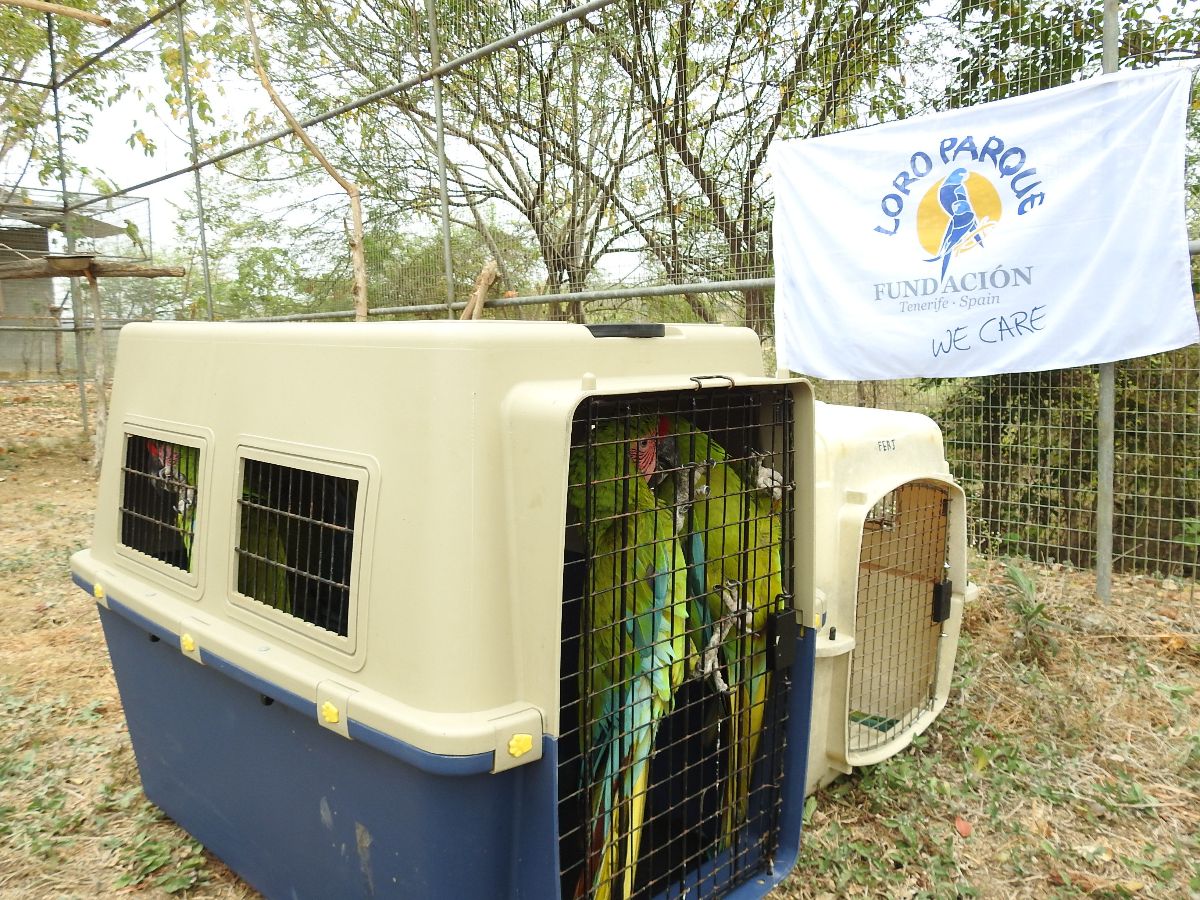 Guacamayos Verde Mayor llegaron a su nuevo hogar, nuestra Reserva Ayampe